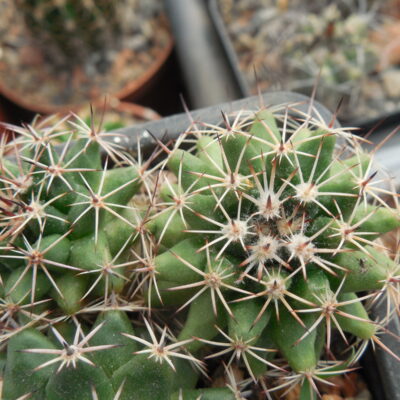 Mammillaria magnimamma Repp 906 - Hasienda de los Arcos