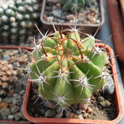 Acanthocalycium peitsherianum P 767