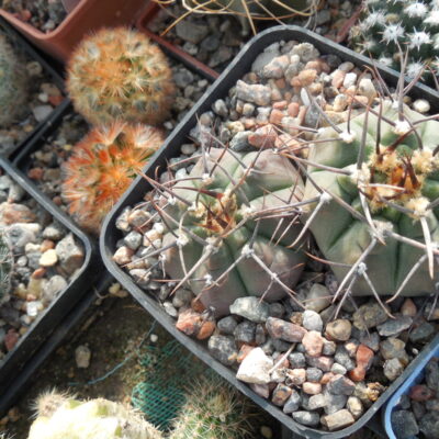 Gymnocalycium vatteri - v. altautinense - ціна за пару