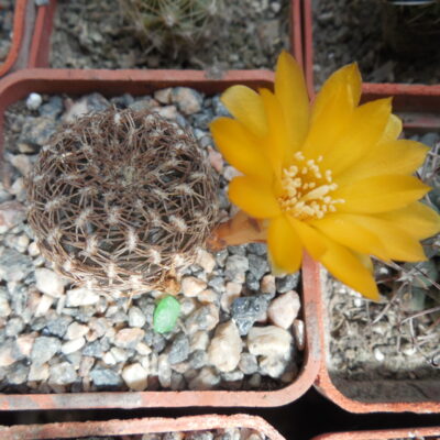 Sulcorebutia arenacea - A.Plapp