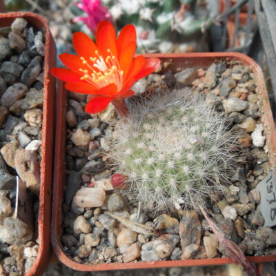 Rebutia vallengrandensis L 353 - MG -