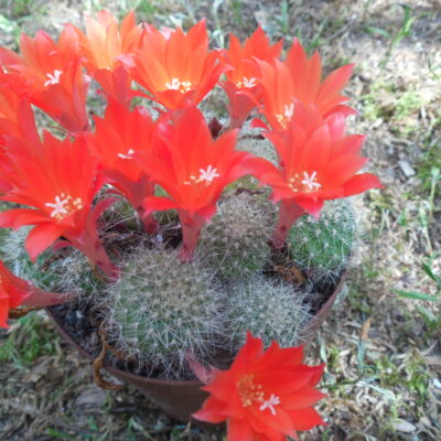 Rebutia senilis