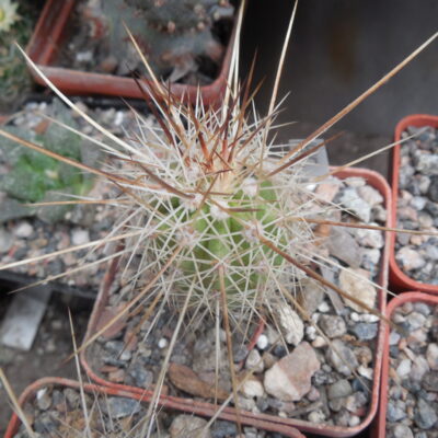 Echinocereus stramineus - v. ocidentalis PP 1563 - Cerro Vola, Coah. - PP