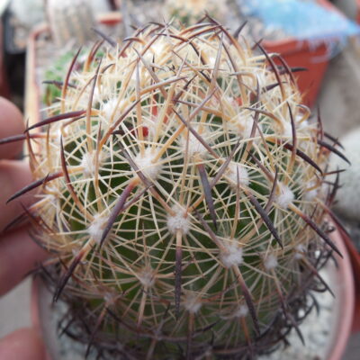 Echinomastus unguispinus - Bermijillo, Dur. - MG - not grafted