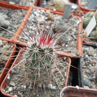 Echinocereus engelmanii - v.chrysocentrus - Indian Springs, NV. super spines - MG -