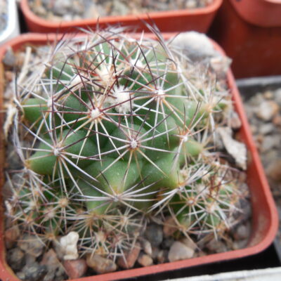 Coryphantha neglecta