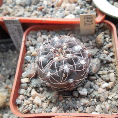 Gymnocalycium paeschlii - v. dolezalii P 192 - MG