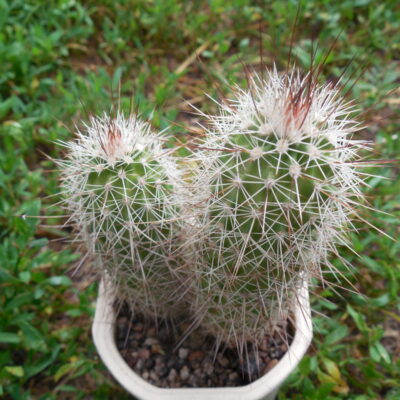 Echinocereus apachensis MN 149 - Fisch Creek, Az. - Piltz -