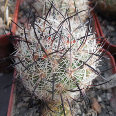 Echinomastus unguispinus  GL 607 - s Jimenez, Chih. MG -  not grafted -
