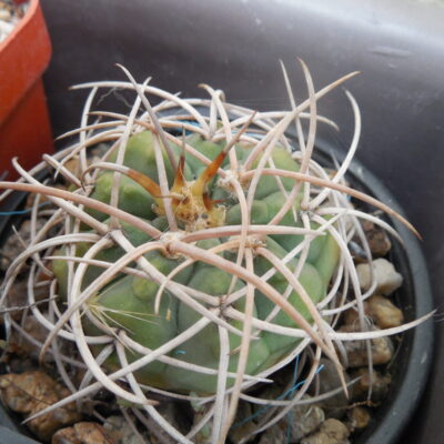 Gymnocalycium cardenasianum