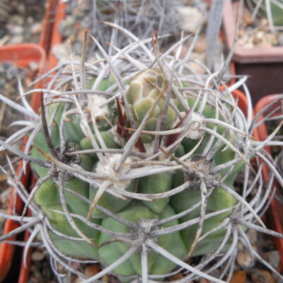 Gymnocalycium mostii - радянська селекція - відбір