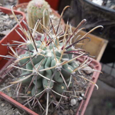Glandulicactus uncinatus DJF 615 - black flower - Catorse, SLP. - MG -
