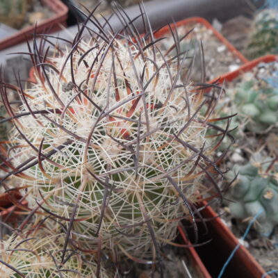 Echinomastus unguispinus  GL 607 - s Jimenez, Chih. MG -  not grafted -