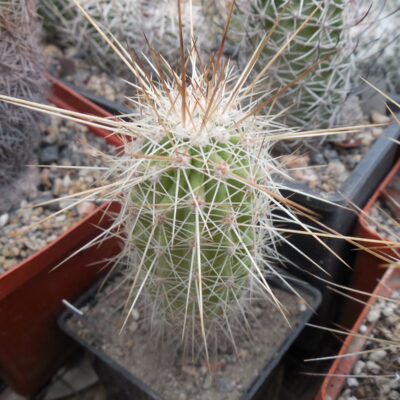 Echinocereus stramineus - v. ocidentalis PP 1563 - Cerro Vola, Coah. - PP