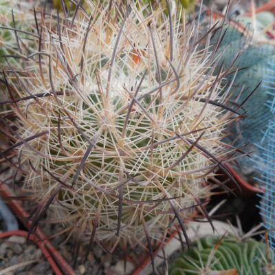 Echinomastus unguispinus  GL 607 - s Jimenez, Chih. MG -  not grafted -