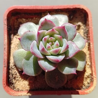 Echeveria Apus hybr ( Ermak Olga)