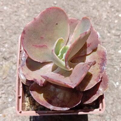 Echeveria Bittersweet