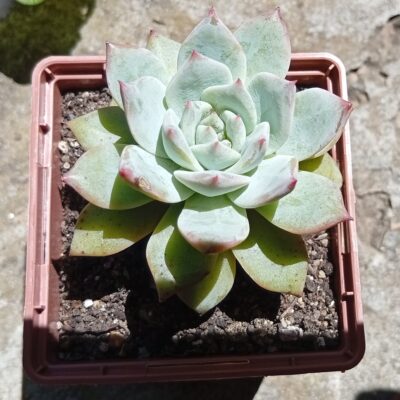 Echeveria Blue Bird