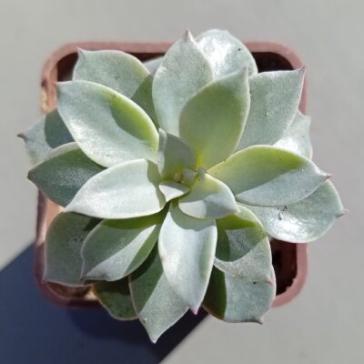 Echeveria Courtisane