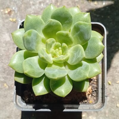 Echeveria Damask