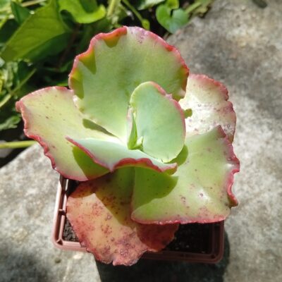 Echeveria Double Delight