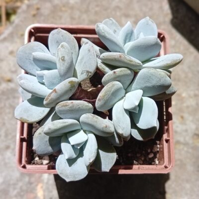 Echeveria Exotica