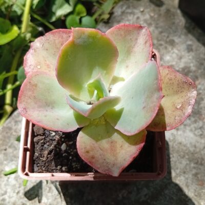 Echeveria Party Dress