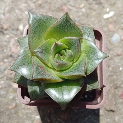 Echeveria purpusorum