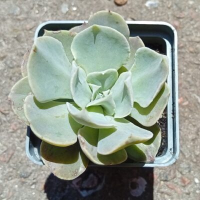 Echeveria Swan lake