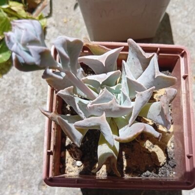 Echeveria Swan lake