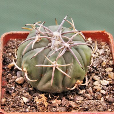 Echinocactus-horizonthalonius-El-Regueto-2
