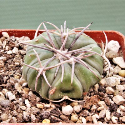 Echinocactus-horizonthalonius-El-Regueto-7