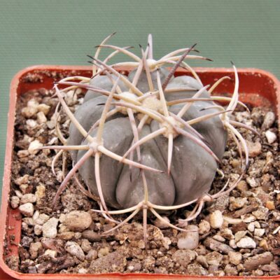 Echinocactus-horizonthalonius-MR-21-10