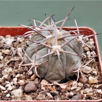 Echinocactus-horizonthalonius-MR-21-11