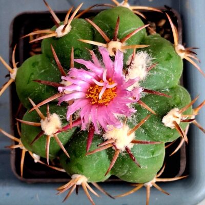 echinocactus-horizonthalonius-rc-159-2-
