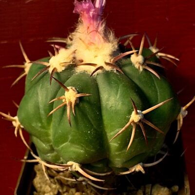 Echinocactus horizonthalonius RC 159