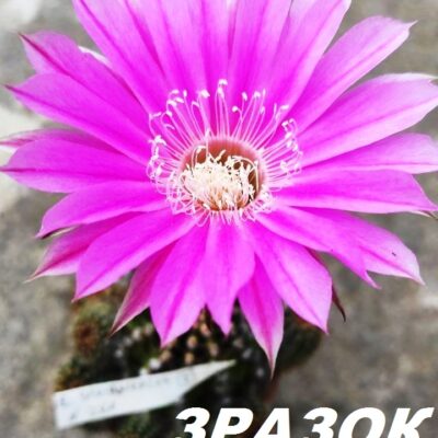 Echinopsis hybrids