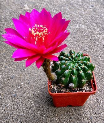 Echinopsis hybrids