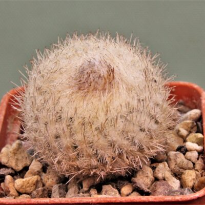 Epithelantha-micromeris-SB1327-1