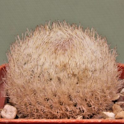 Epithelantha-micromeris-SB1327-3.
