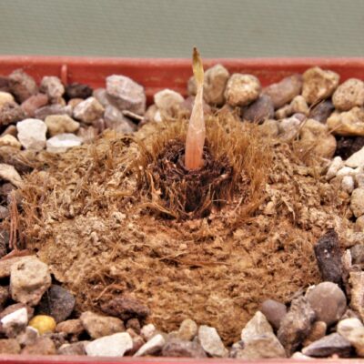 Eriospermum-abyssinicum-single-leaf-robust-kipli-1