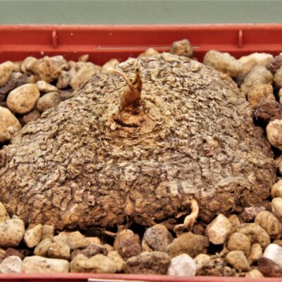 Eriospermum-abyssinicum-single-leaf-robust-kipli-2