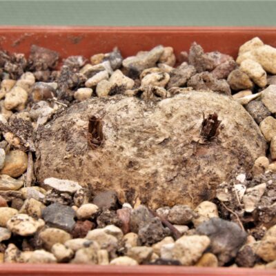 Eriospermum-aff.-kirkii-n.-ntcheu-malawi-2