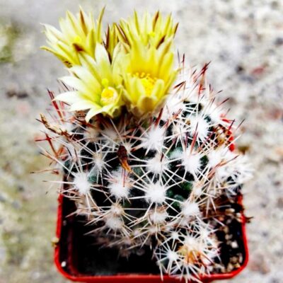 Escobaria robbinsorum SB 464 - НАСІННЯ