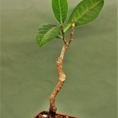 Euphorbia-aff.specksii-2