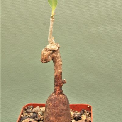 Euphorbia-aff.specksii-Karonga-Malawi-14
