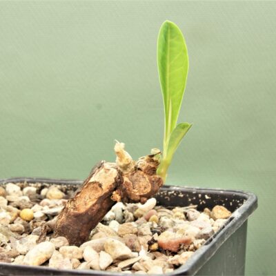 Euphorbia-aff.specksii-Karonga-Malawi-8