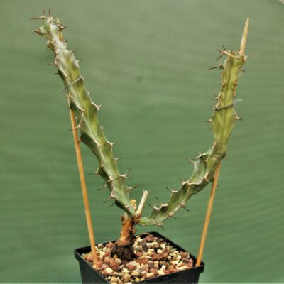 Euphorbia-buruana. Kenya