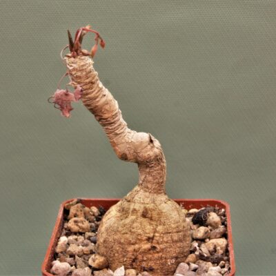 Euphorbia-cremersii-grey-tuber-Llakaka-Madagascar.