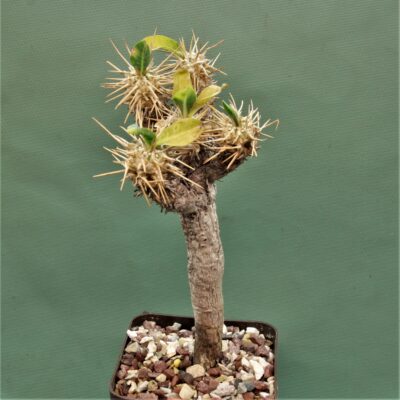 Euphorbia-guillaumeniana-Port-Berge-Madagascar.